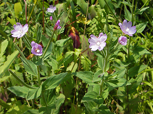 アカバナ アカバナ