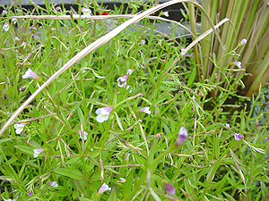 アゼトウガラシ アゼトウガラシ