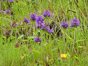 ウツボグサ ウツボグサ