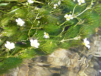 バイカモ バイカモ