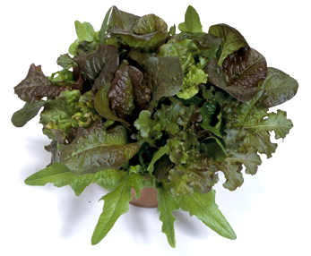 ベイビーリーフ 金の種 シャキシャキベビーリーフ レッドミックス アタリヤ農園