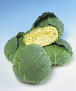 コート種子 キャベツ TCA-422 タキイ交配 コート種子 キャベツ TCA-422 タキイ交配 キャベツの種 TCA−422
