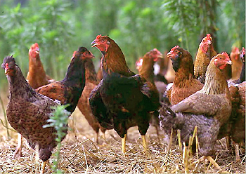 鶏頭 楽天市場】宮崎みやざき地頭鶏(じどっこ)缶詰セット 2種類 [4缶
