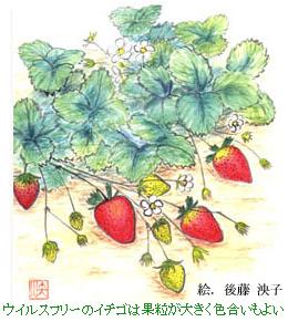 ECXt[̃C`S͉ʗ傫F悢@@GF㓡q