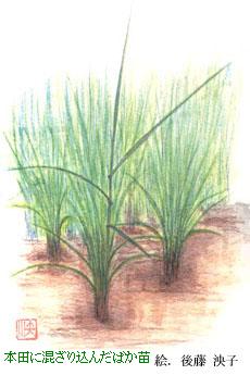 {cɍ荞񂾂΂c@@GF㓡q