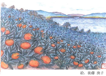 愛媛の空と海に宮内イヨカンの橙色が映える　　絵：後藤泱子
