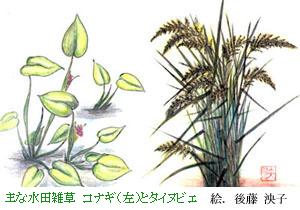 ȐcG@RiMijƃ^CkrG@@GF㓡q