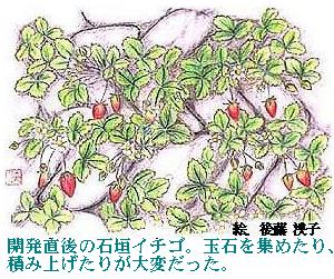 J̐Ί_C`SBʐ΂W߂Aςݏグ肪ςB@@GF㓡q