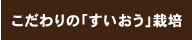 こだわりの「すいおう」栽培