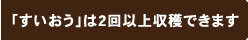 「すいおう」は2回以上収穫できます