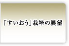 「すいおう」栽培の展望